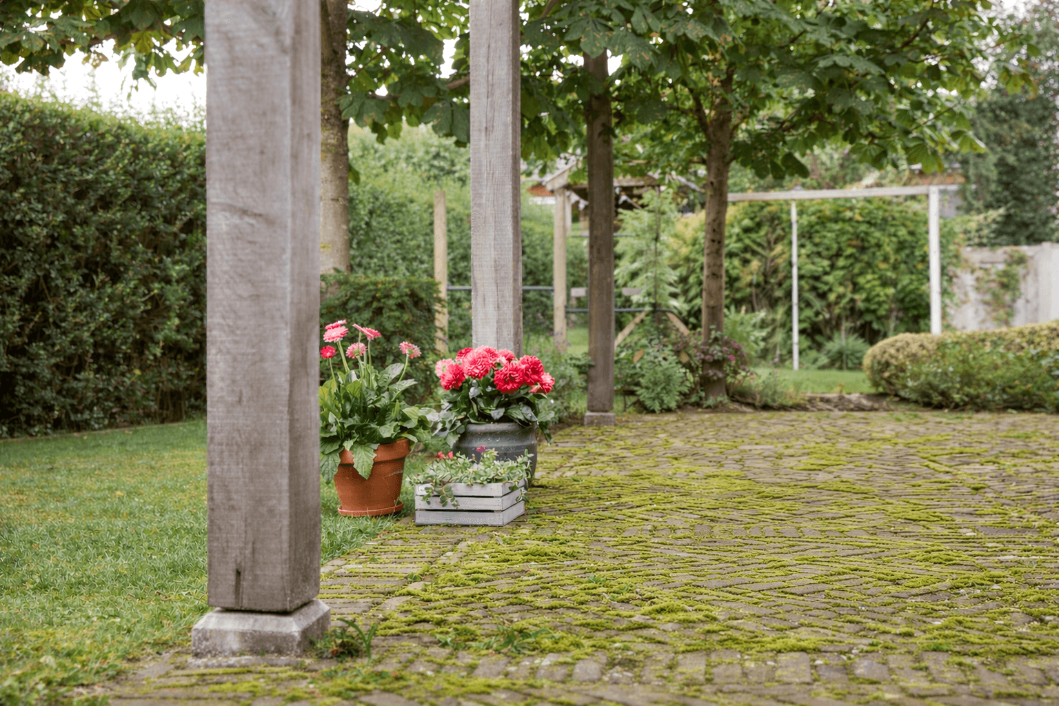 Groene aanslag in tuin - advies Welkoop